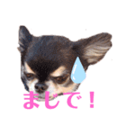 犬祭り 2020.02（個別スタンプ：3）