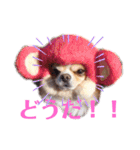 犬祭り 2020.02（個別スタンプ：4）