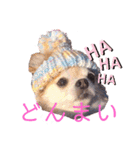 犬祭り 2020.02（個別スタンプ：5）