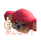 犬祭り 2020.02（個別スタンプ：6）