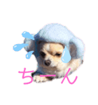 犬祭り 2020.02（個別スタンプ：9）