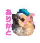 犬祭り 2020.02（個別スタンプ：10）