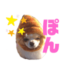 犬祭り 2020.02（個別スタンプ：12）