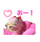 犬祭り 2020.02（個別スタンプ：13）