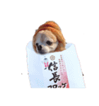 犬祭り 2020.02（個別スタンプ：14）