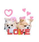 犬祭り 2020.02（個別スタンプ：16）