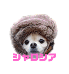 犬祭り 2020.02（個別スタンプ：18）