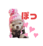 犬祭り 2020.02（個別スタンプ：19）