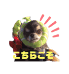 犬祭り 2020.02（個別スタンプ：21）