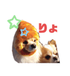 犬祭り 2020.02（個別スタンプ：22）