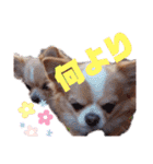 犬祭り 2020.02（個別スタンプ：23）