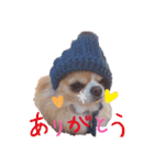 犬祭り 2020.02（個別スタンプ：24）