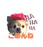 犬祭り 2020.02（個別スタンプ：26）