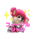 犬祭り 2020.02（個別スタンプ：27）