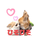 犬祭り 2020.02（個別スタンプ：28）