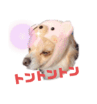 犬祭り 2020.02（個別スタンプ：29）