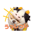 犬祭り 2020.02（個別スタンプ：30）