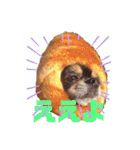 犬祭り 2020.02（個別スタンプ：32）