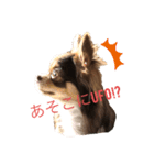 可愛い！cocoa(犬)1スタンプ（個別スタンプ：1）
