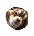 可愛い！cocoa(犬)1スタンプ（個別スタンプ：2）
