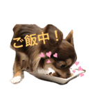 可愛い！cocoa(犬)1スタンプ（個別スタンプ：3）