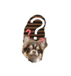 可愛い！cocoa(犬)1スタンプ（個別スタンプ：4）