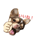 可愛い！cocoa(犬)1スタンプ（個別スタンプ：5）
