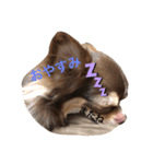 可愛い！cocoa(犬)1スタンプ（個別スタンプ：6）