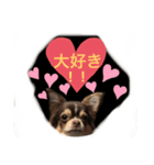 可愛い！cocoa(犬)1スタンプ（個別スタンプ：8）