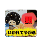 2020年1月のメロちゃんスタンプ（個別スタンプ：23）