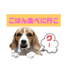 ビーグル犬 ほたる⑥（個別スタンプ：1）