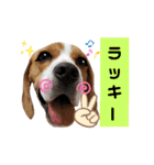 ビーグル犬 ほたる⑥（個別スタンプ：2）
