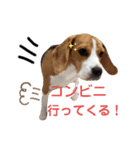 ビーグル犬 ほたる⑥（個別スタンプ：3）