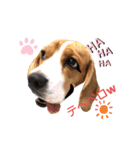 ビーグル犬 ほたる⑥（個別スタンプ：4）