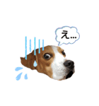 ビーグル犬 ほたる⑥（個別スタンプ：5）