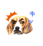 ビーグル犬 ほたる⑥（個別スタンプ：8）