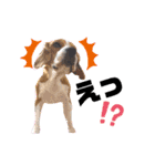 ビーグル犬 ほたる⑥（個別スタンプ：10）