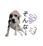 ビーグル犬 ほたる⑥（個別スタンプ：11）