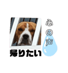 ビーグル犬 ほたる⑥（個別スタンプ：12）