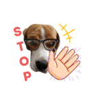 ビーグル犬 ほたる⑥（個別スタンプ：13）