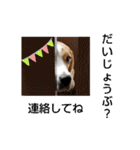ビーグル犬 ほたる⑥（個別スタンプ：14）