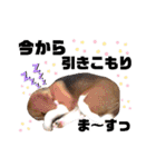 ビーグル犬 ほたる⑥（個別スタンプ：15）