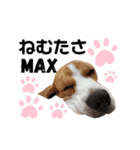 ビーグル犬 ほたる⑥（個別スタンプ：16）