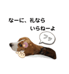 ビーグル犬 ほたる⑥（個別スタンプ：18）