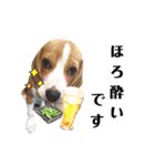 ビーグル犬 ほたる⑥（個別スタンプ：19）