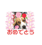 ビーグル犬 ほたる⑥（個別スタンプ：20）
