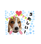 ビーグル犬 ほたる⑥（個別スタンプ：21）