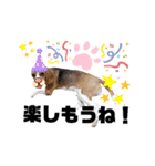 ビーグル犬 ほたる⑥（個別スタンプ：22）