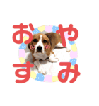 ビーグル犬 ほたる⑥（個別スタンプ：23）