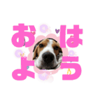 ビーグル犬 ほたる⑥（個別スタンプ：24）